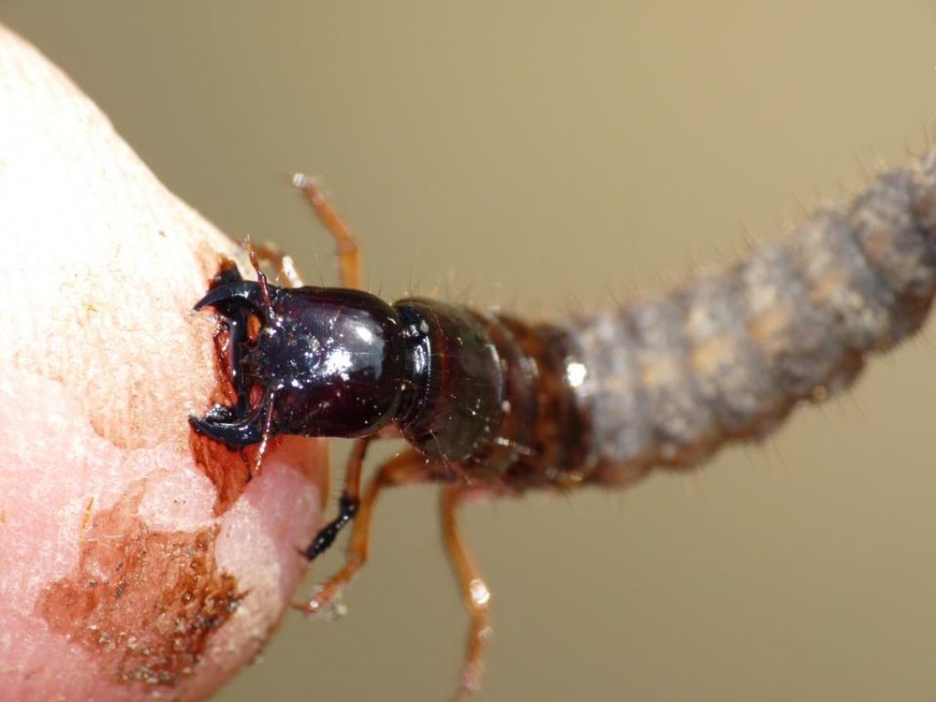 Larva di Carabus sp.